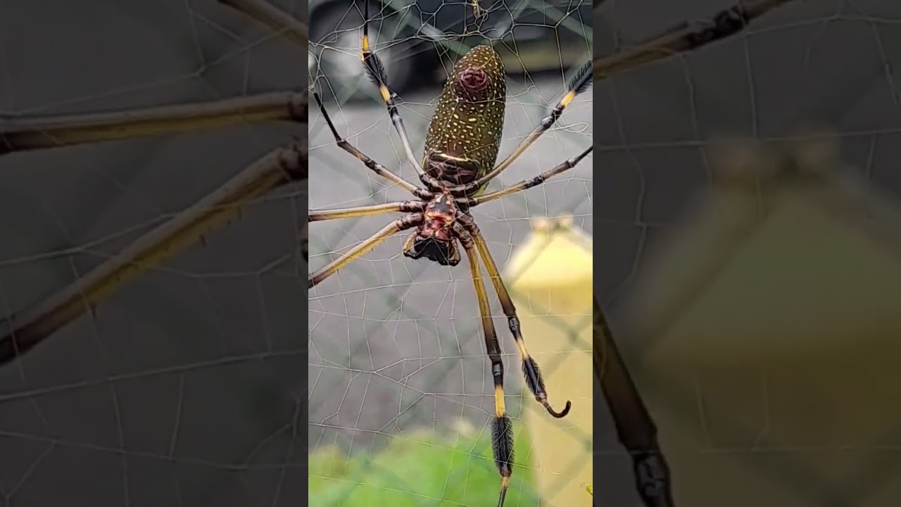 gallego insecto Costa rica