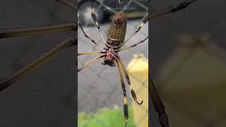 gallego insecto Costa rica