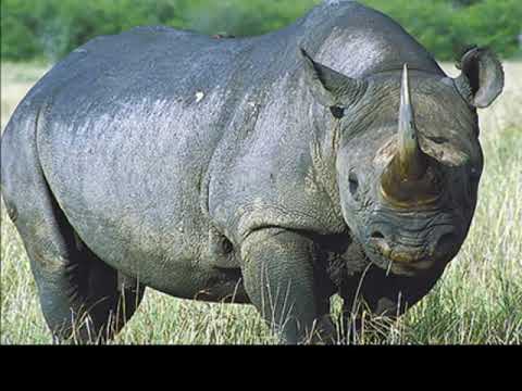 صوت الخرتيت وحيد القرن 