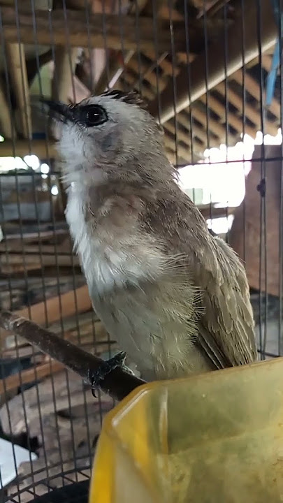 Suara Burung Trucukan Cocok untuk Pancingan❗❗❗