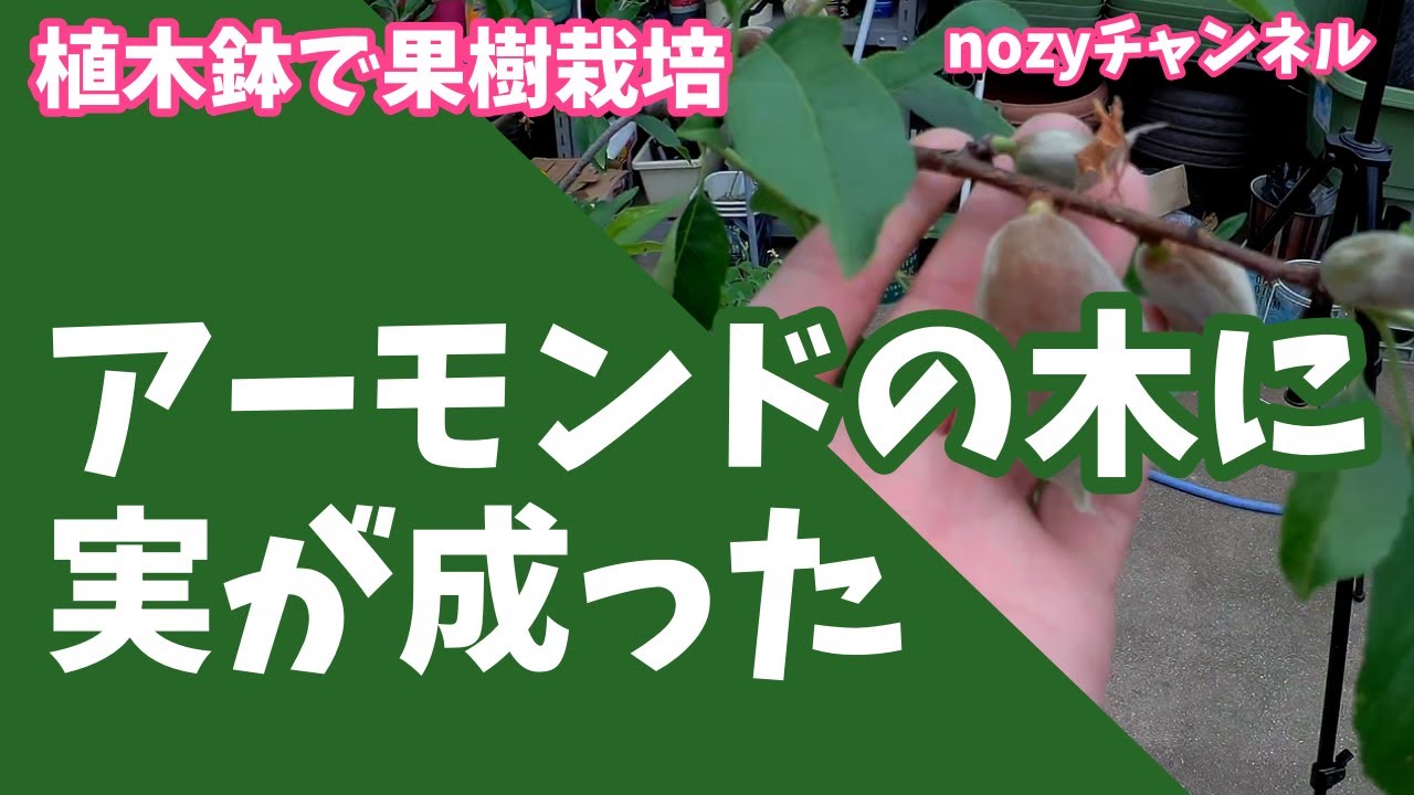 植木鉢で果樹栽培 アーモンドの実が成長中 2年目の植木鉢栽培のアーモンドの木に実が成って ドンドン成長中 Youtube