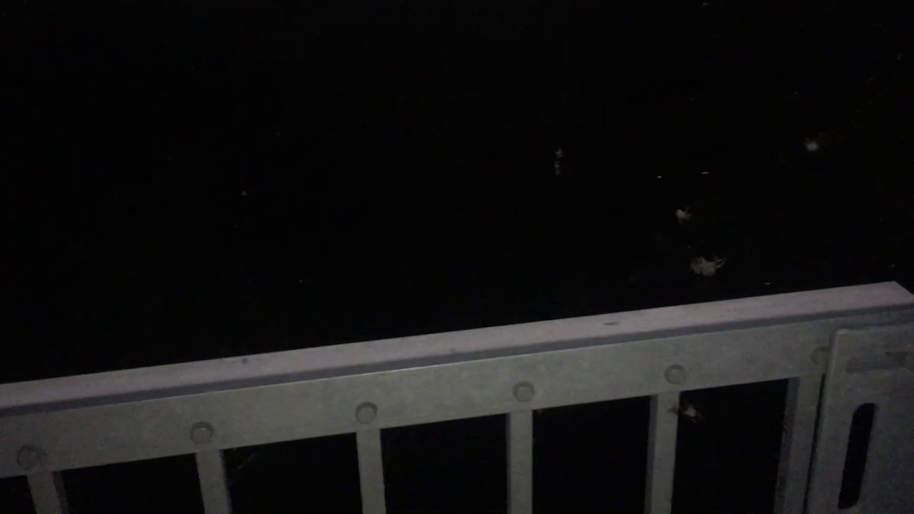 10000 Spiders On Bridge In Sweden!!!! YouTube