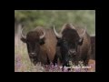 Wood Bison Field Identification