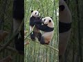 Panda fight 🐼 #viral #ai #funny #cute #funnyfighting #ytshorts #panda