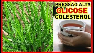 Diabetes, Hypertension, and Fatty Liver: The Powers of Carqueja Tea