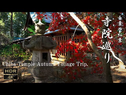 Chiba Temple Autumn Foliage Trip. 千葉の紅葉 寺院巡り [ 4K JAPAN WALK ]龍福寺 飯高寺 日本寺 Temple 千葉 お寺 紅葉狩り