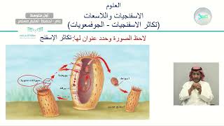 الاسفنجيات واللاسعات (تكاثر الاسفنجيات - الجوفمعويات) - العلوم - أول متوسط