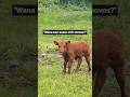 Watch this little guy dish out his new moves 🤩 #calf #cow #cuteanimals #adorable #farming