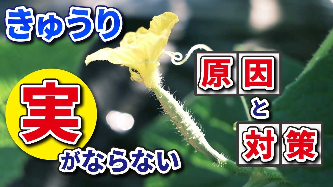 きゅうり栽培 花が咲いているけど実がならない理由と対策 家庭菜園 Youtube