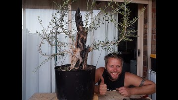 How to carve a bonsai, complete Guide.  Aussie Bonsai Bloke