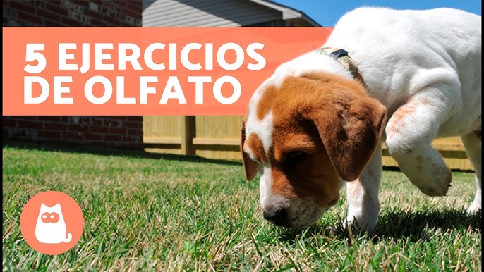 Juegos de estimulación mental para perros 