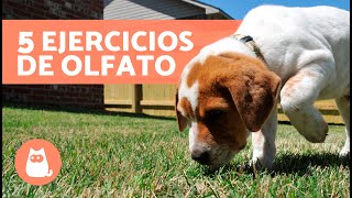 ¿Cómo ESTIMULAR el OLFATO de un PERRO?  | 5 JUEGOS de OLFATO para PERROS