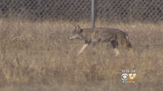 Coyote Breeding Season Leads To More Sightings In North Texas
