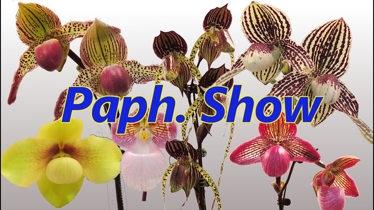 Taiwan Paphiopedilum Society 2017 Road show-part 2 Focus