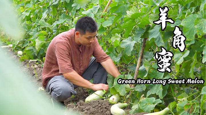 （羊角蜜）Green Horn Long Sweet Melon 这种瓜，既能当水果又能下饭？越吃越上瘾｜Pansuzhi Channel - 天天要闻