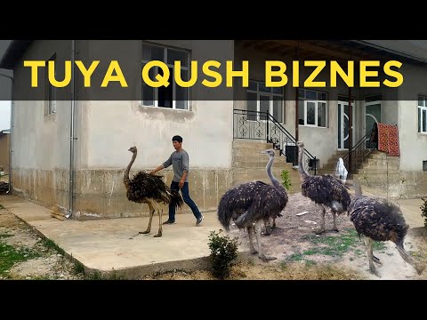 Video: Tuyaqush - Hashamatli Fern