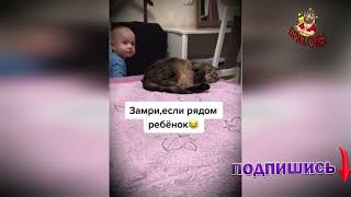 Самые смешные животные / Приколы с котами и собаками 2022 #40    #приколы2022 #юмор  #животные