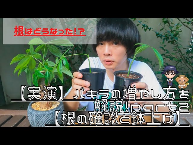 実演】パキラの増やし方を解説！part2【根の確認と鉢上げ】 - YouTube
