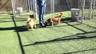 Clear the Shelters Weekend