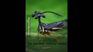 Brazilian Treehopper X Mahoraga