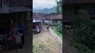 Download Lagu suasana di pedesaan cianjur selatan bikin rindu kampung halaman #shots MP3 Download Lagu suasana di pedesaan cianjur selatan bikin rindu kampung halaman #shots MP3