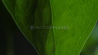 Macro Green Leaf Close Up Stock Footage screenshot 5