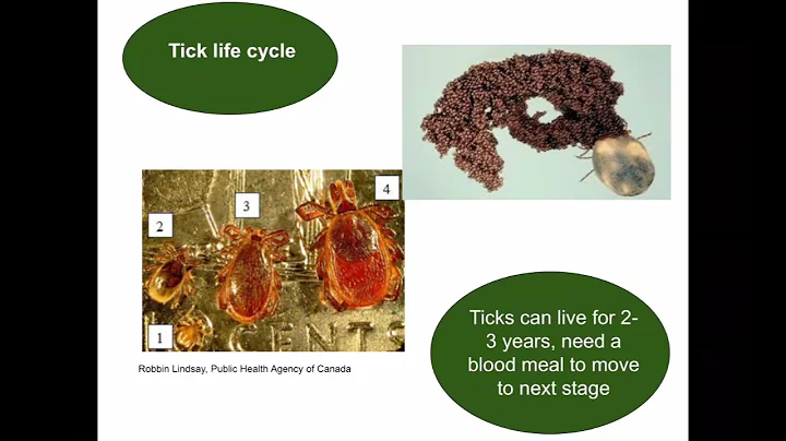 Tick Talk: Ticks, Lyme Disease and How to Protect Yourself