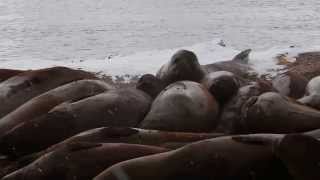 Antarctica Elephant Seals Huddle Together And Fart And Burp To No End