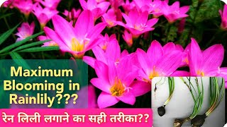 Rainlily Plant Care And Propagation / How to Care Rainlily / How To Get Maximum Blooming In Rainlily