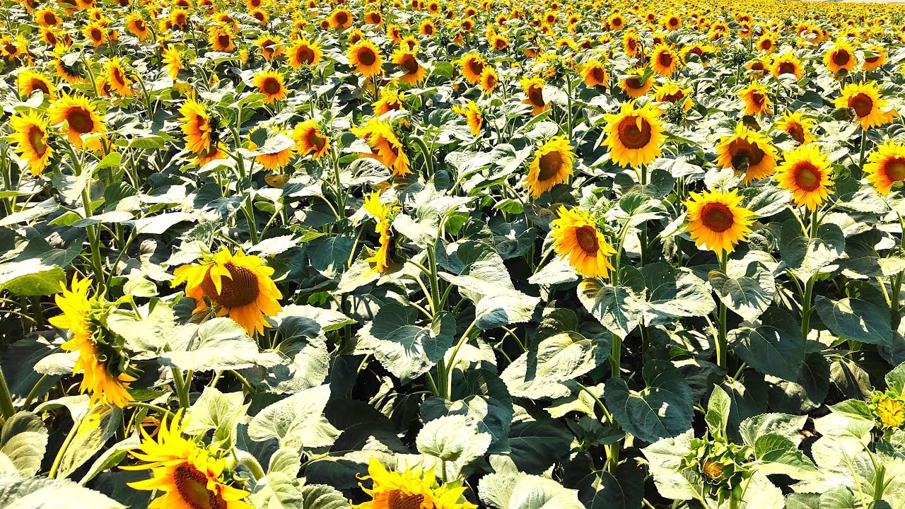 love always wins - Glamour P Stevens