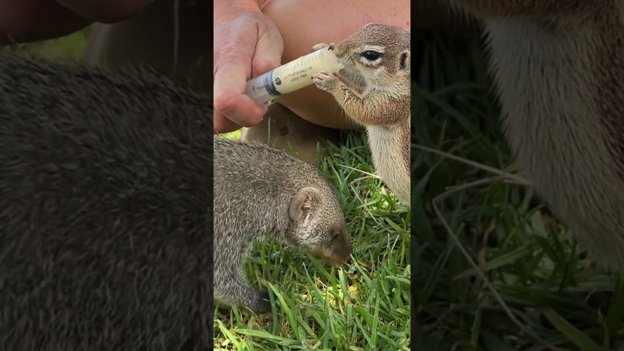 When your mongoose sister wants your yummy drink 😂 #animalshorts #animals #animallover #cute