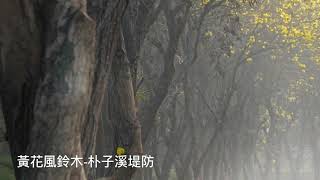 【最美的黃金隧道】在嘉義朴子溪堤防