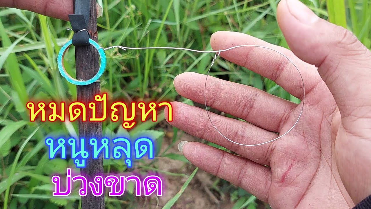วิธีทำบ่วงดักหนู ทำบ่วงดักหนู ทำกับดักหนู ไม่หลุดไม่ขาด ได้ตัว100% - ตกปลา หาอยู่หากิน