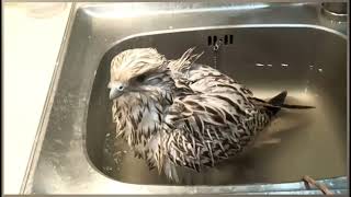 Floki doesn&#39;t want his bathtub, He wants a shower 🚿😂❤️ Gyrfalcon Gyrsaker #WhiteGyrfalcon Falconry
