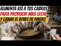 La forma correcta de alimentar cabras lecheras para producir mas leche y ganar el doble de dinero