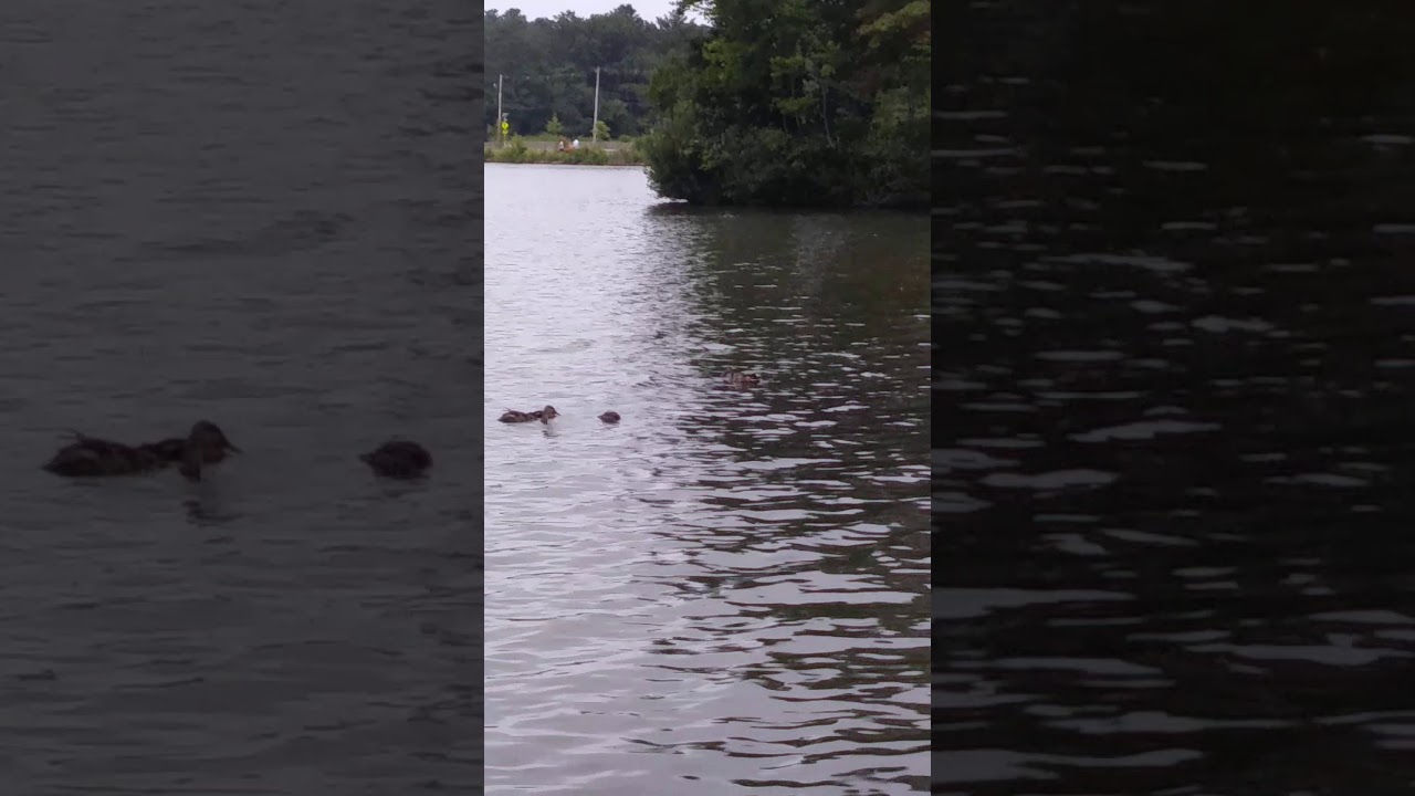 Pike eats ducks - YouTube