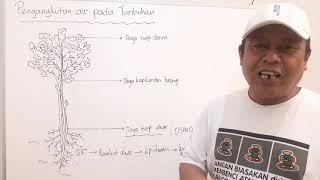 IPA kelas 8 pengangkutan air pada tumbuhan IPA kelas 8 pengangkutan air pada tumbuhan