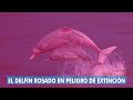 El delfín rosado del Amazonas en peligro de extinción | Contaminación | Diversidad