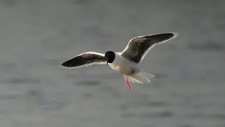 Summer plumaged Little Gull hawking at Upton Warren