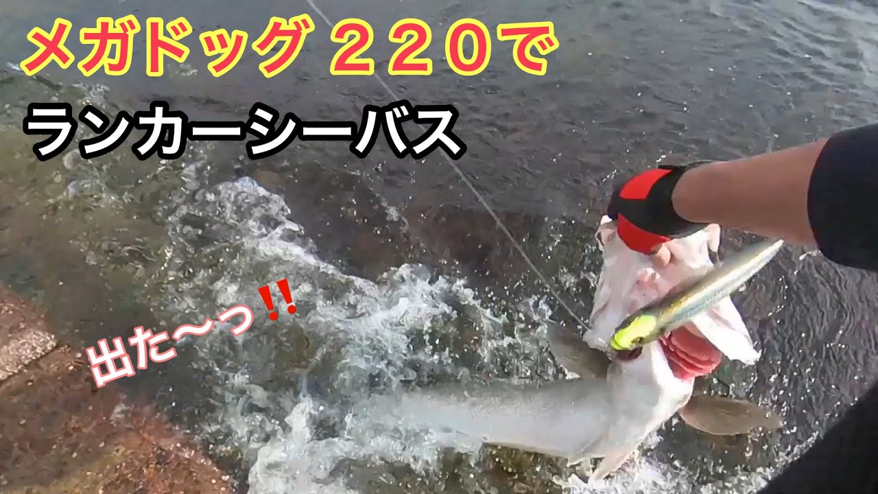 【ランカーシーバス狙いに！】ビッグベイト詰め合わせ ランカーシーバス】ビッグベイト炸裂！ 釣れるルアーランキング