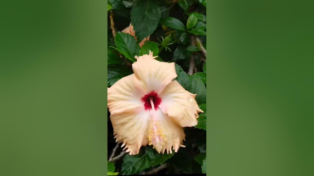 arul flower🌺 - YouTube