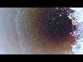 Bacteria and their bigger friends