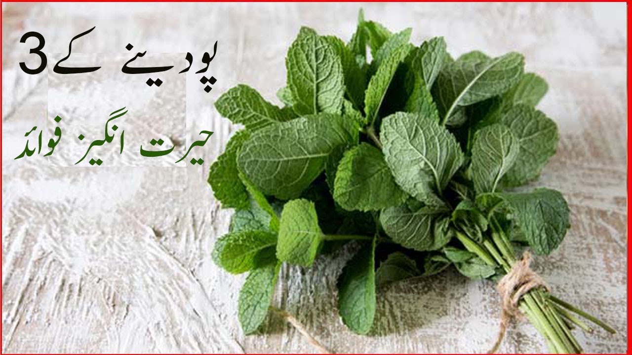 Pudina Ke Faide | Mint Benefits | Pudina ka Pani for ...