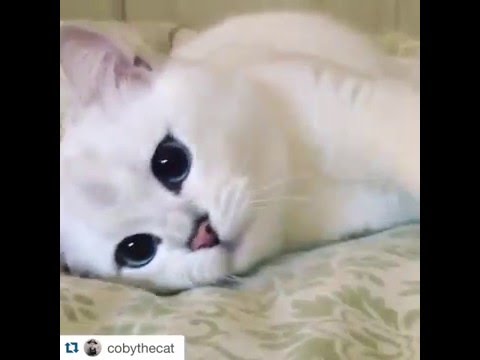 Coby the cat  with wonderfull eyes YouTube