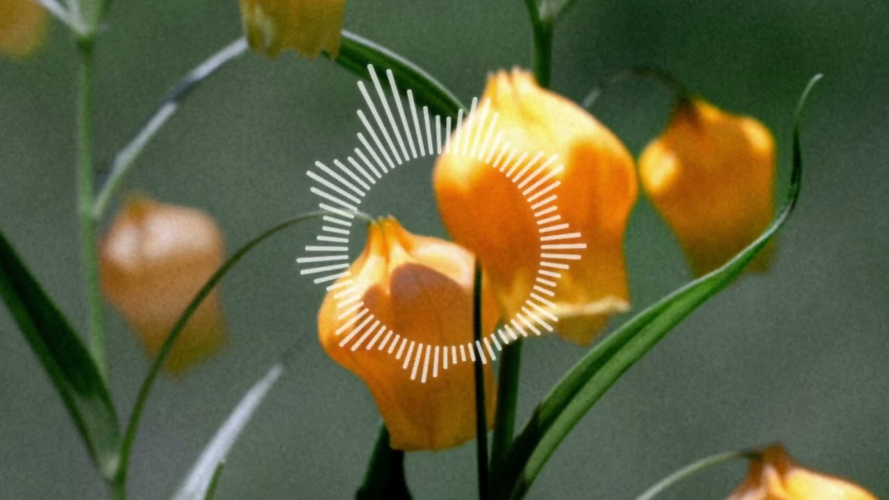 sonly / Sonia(AUDIO)