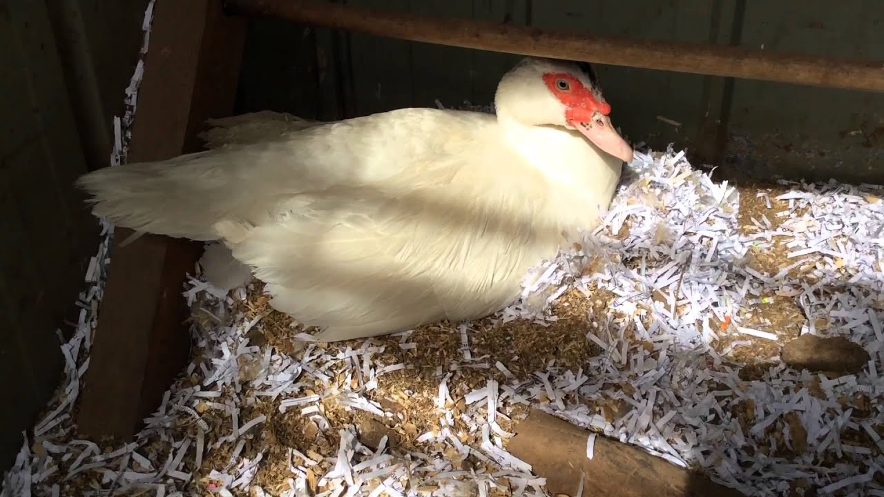 My Broody Muscovy duck YouTube