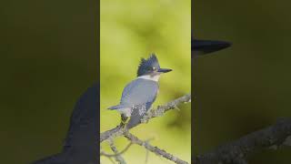 Loud Kingfisher Call
