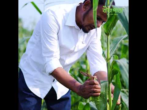 সুইট কর্ন হারভেস্টের উপযুক্ত সময় কখন?#bizpata
