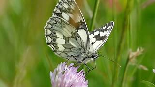 Marbled White butterfly, Rushbeds Meadow, Bucks 18th June 2017
