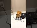 This Cat Lets Out the Funniest Meow Ever @alicelondono17 #shorts #cat